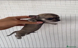 Chihuahua perros en venta: CHIHUAHUAS MINIS GRAN CALIDAD  - Imagen 4