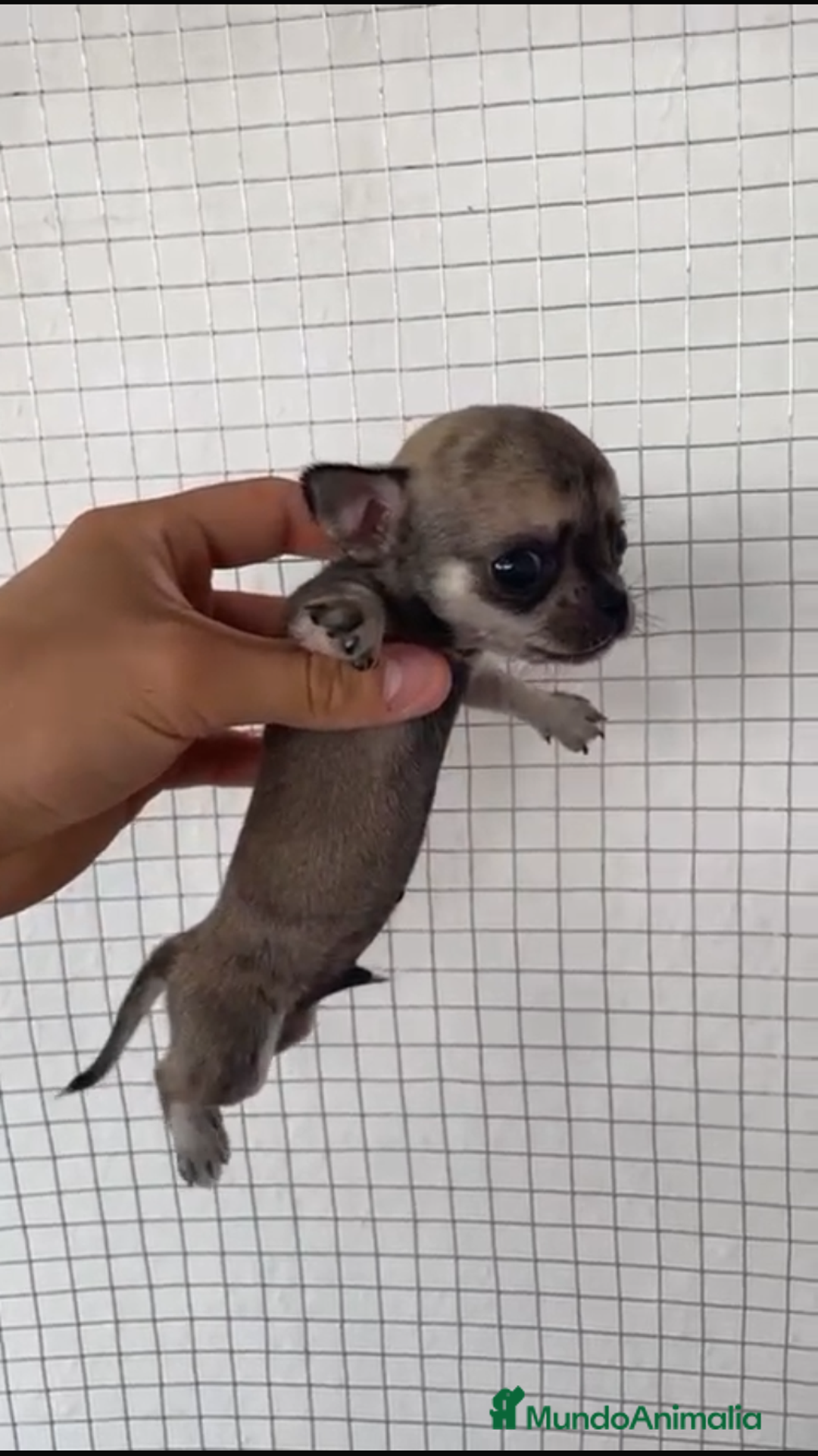 Chihuahua perros en venta: CHIHUAHUAS MINIS GRAN CALIDAD  - Imagen 4
