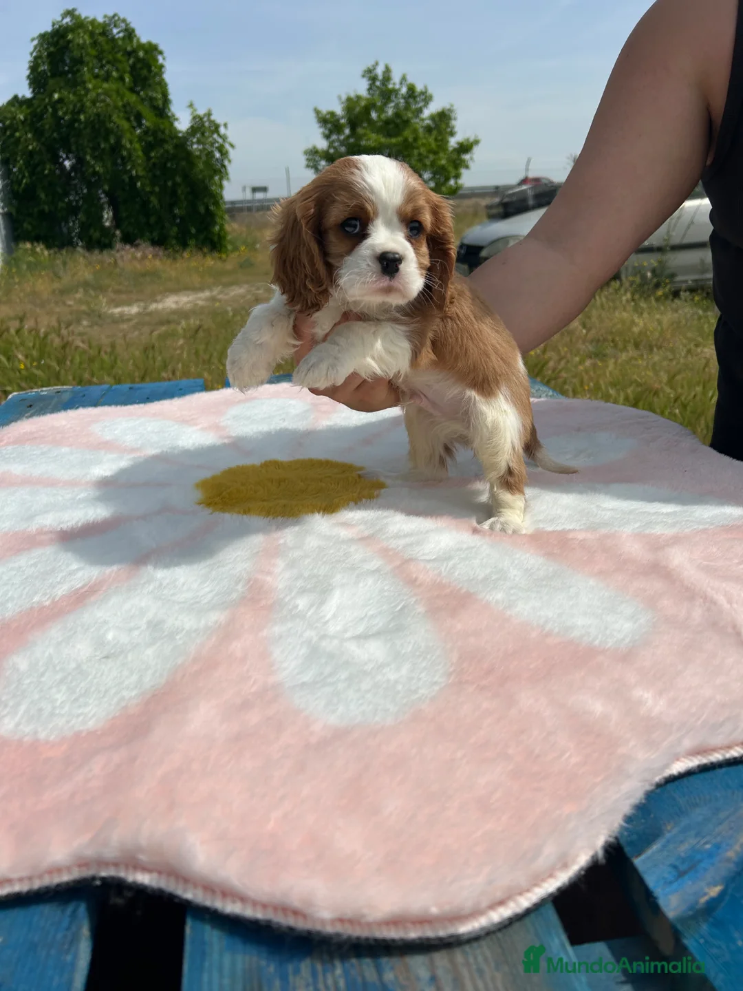 Cavalier King Charles Spaniel perros en venta: Cavalier King charles - Anuncio 2