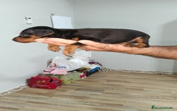 Ratón de Praga perros en venta: Ratón de praga  - Imagen 3