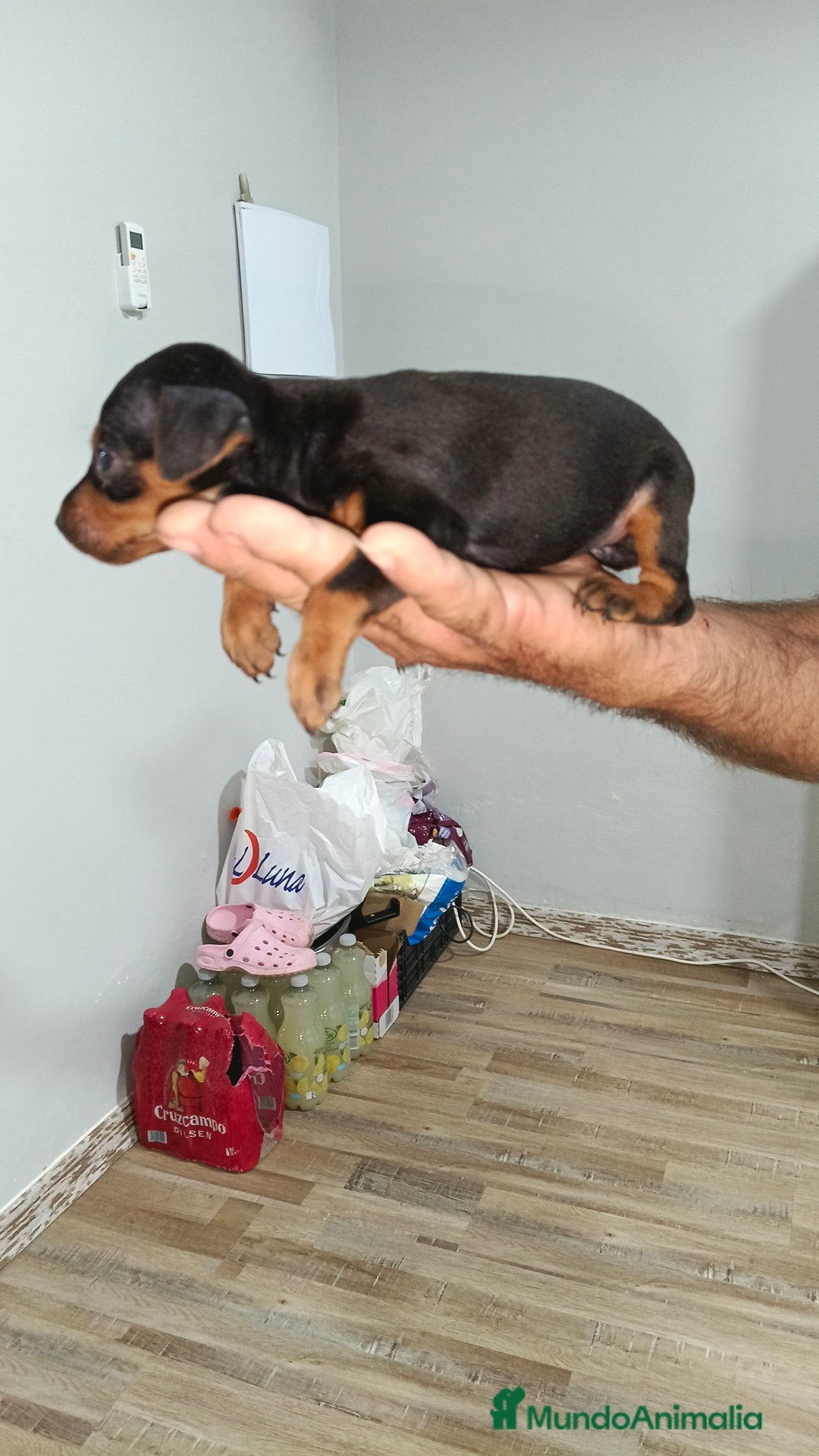 Ratón de Praga perros en venta: Ratón de praga  - Imagen 3
