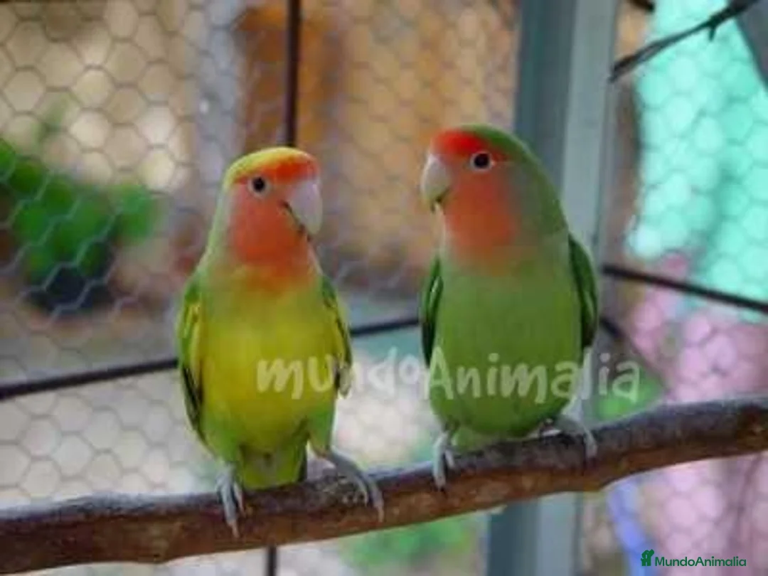 Imagen de galería {{count}}