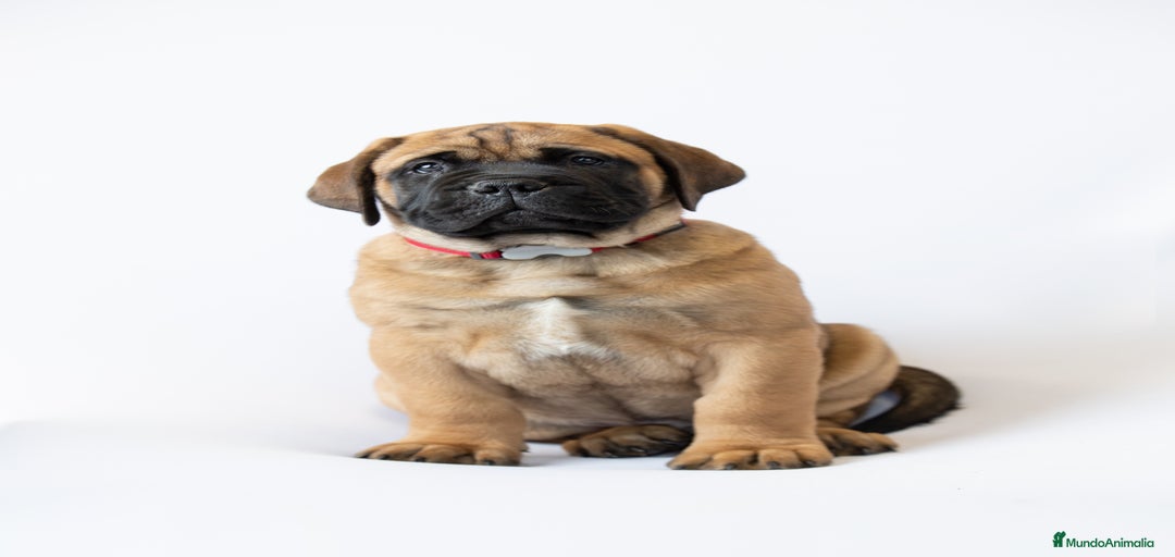 Imagen de galería {{count}}