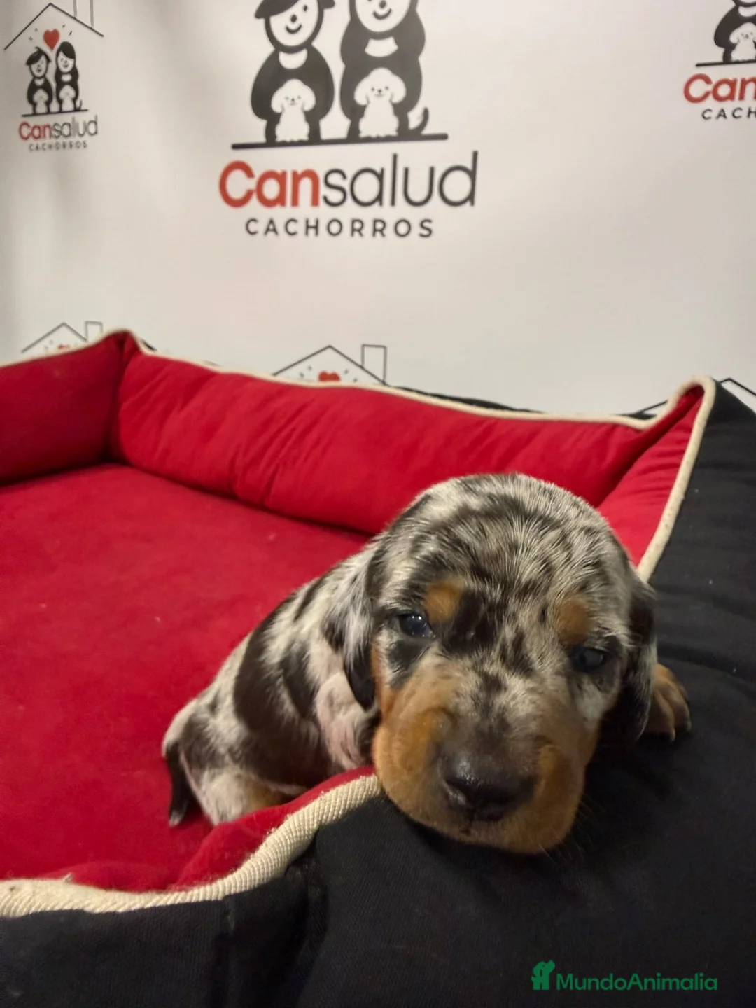 Teckel perros en venta: teckel - Anuncio 7