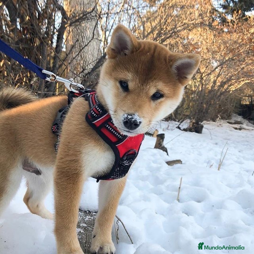 Shiba Inu perros en venta: Cachorros de Shiba Inu Rojo  - Anuncio 4