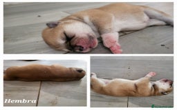 Shiba Inu perros en venta: Preciosa camada de Shiba Inu - Imagen 2