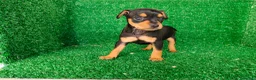 Pinscher Miniatura perros en venta: Pincher miniatura  - Anuncio 4
