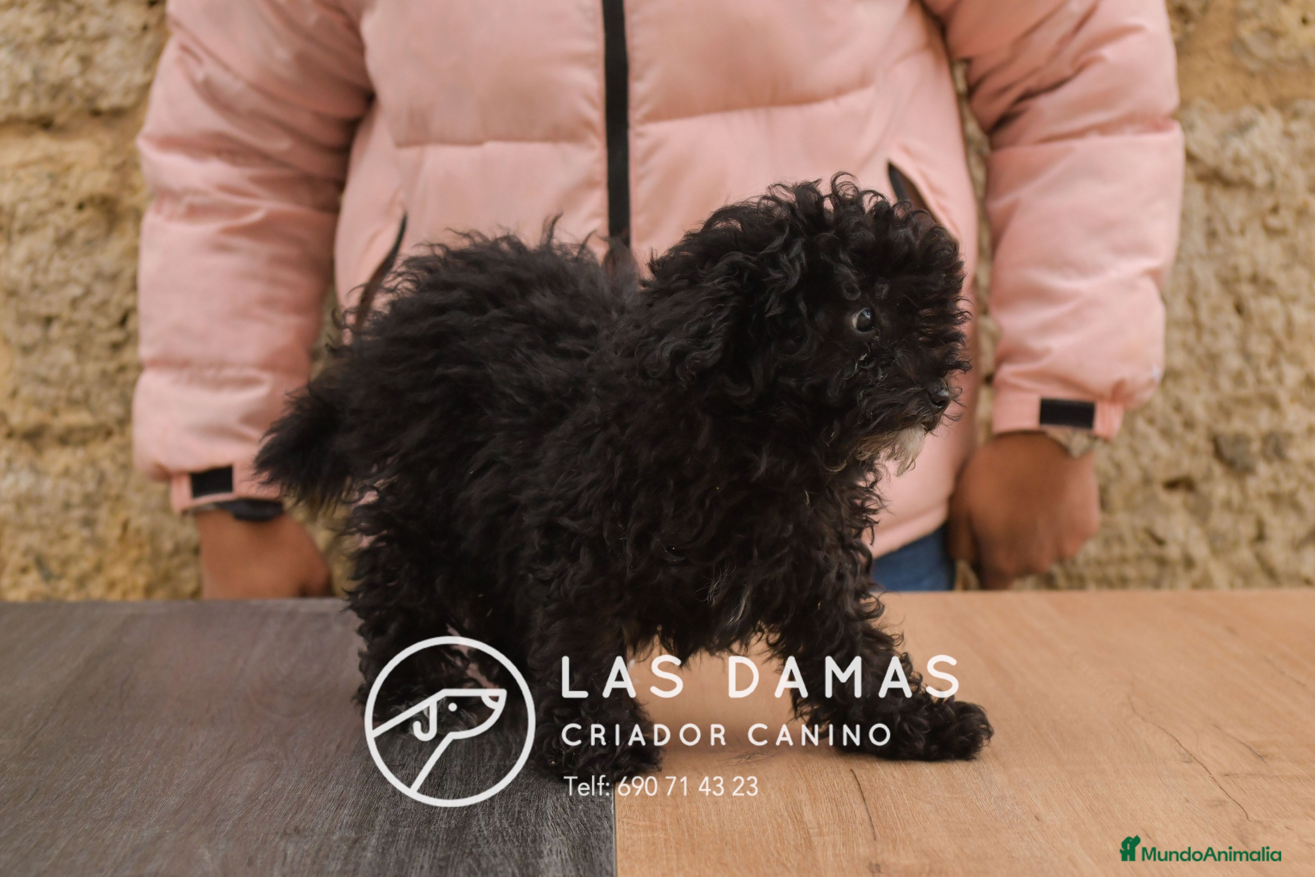 Caniche Enano perros Hembras de caniche color negro - Anuncio 2