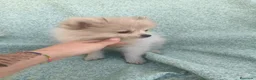 Pomerania perros en venta: Pomerania toy - Anuncio 7