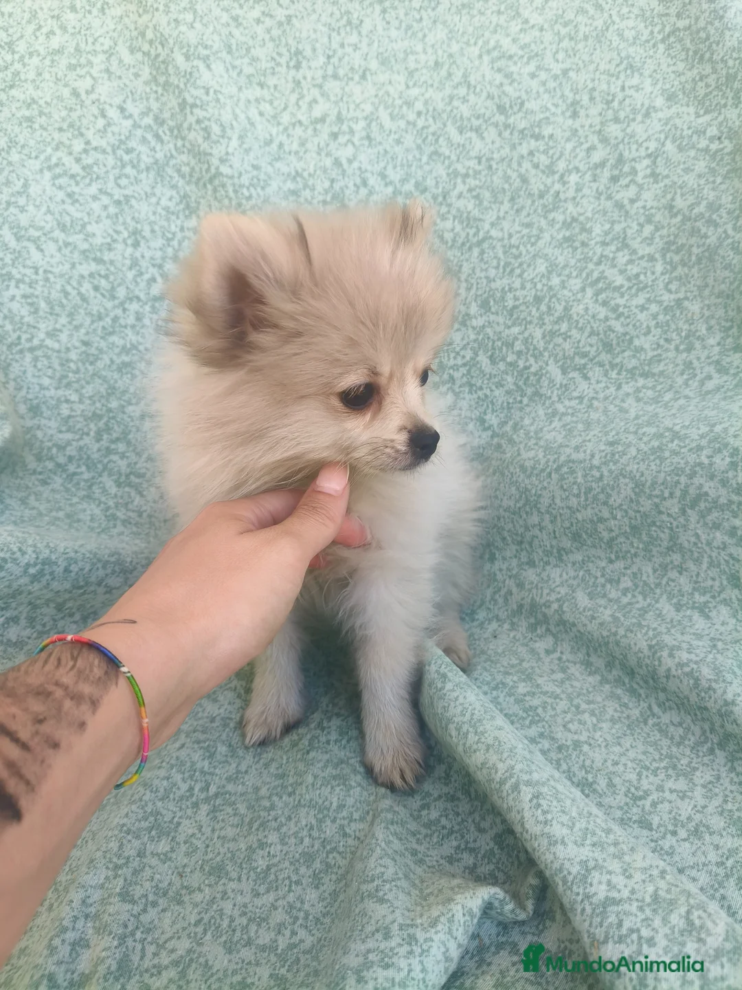 Pomerania perros en venta: Pomerania toy - Anuncio 7