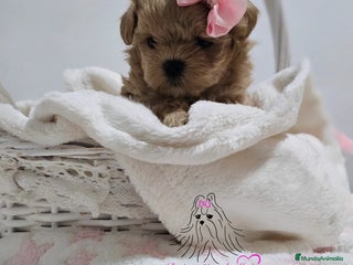 Maltipoo perros - Anuncio 3
