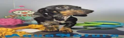 Teckel Miniatura perros en venta: Teckel Macho de Tiana y Tilo 4490 AQUANATURA - Anuncio 5