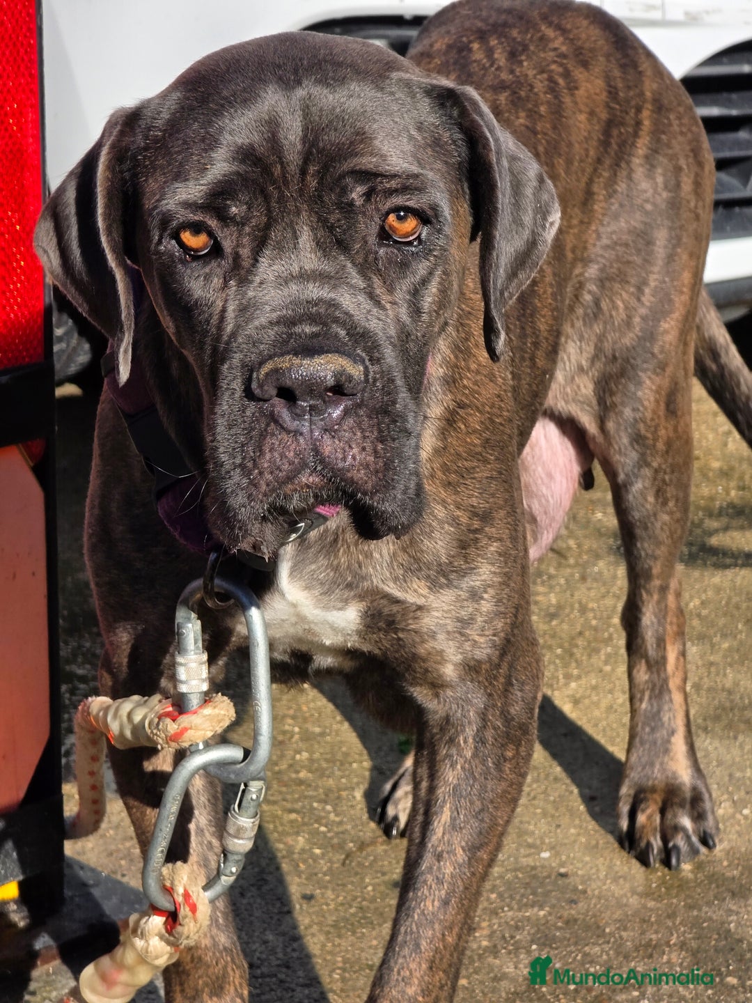 Cane Corso perros en venta: Molosos de Odin Cane Corso kennel - Anuncio 4