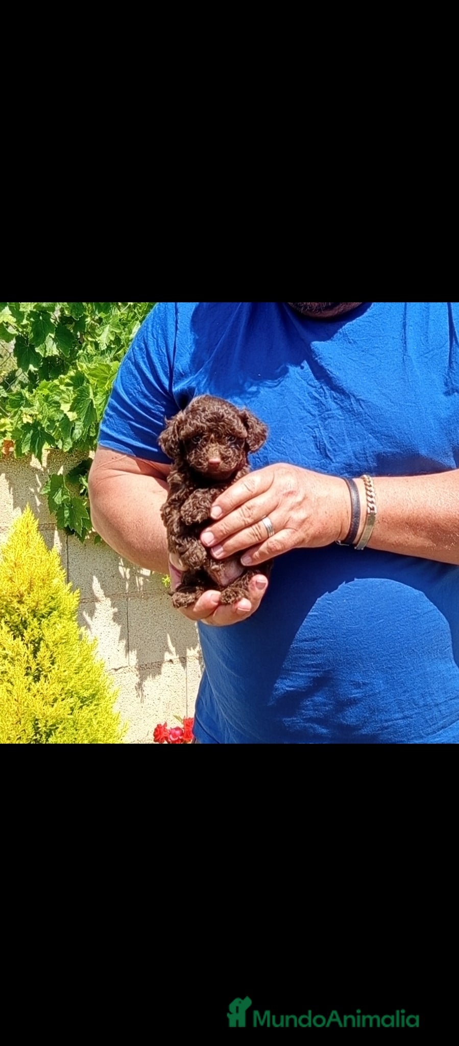 Caniche Toy perros Caniches toy muy pequeños - Anuncio 1