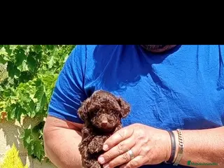 Caniche Toy perros Caniches toy muy pequeños - Anuncio 1