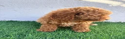 Caniche Toy perros en venta: Caniche toy - Anuncio 17