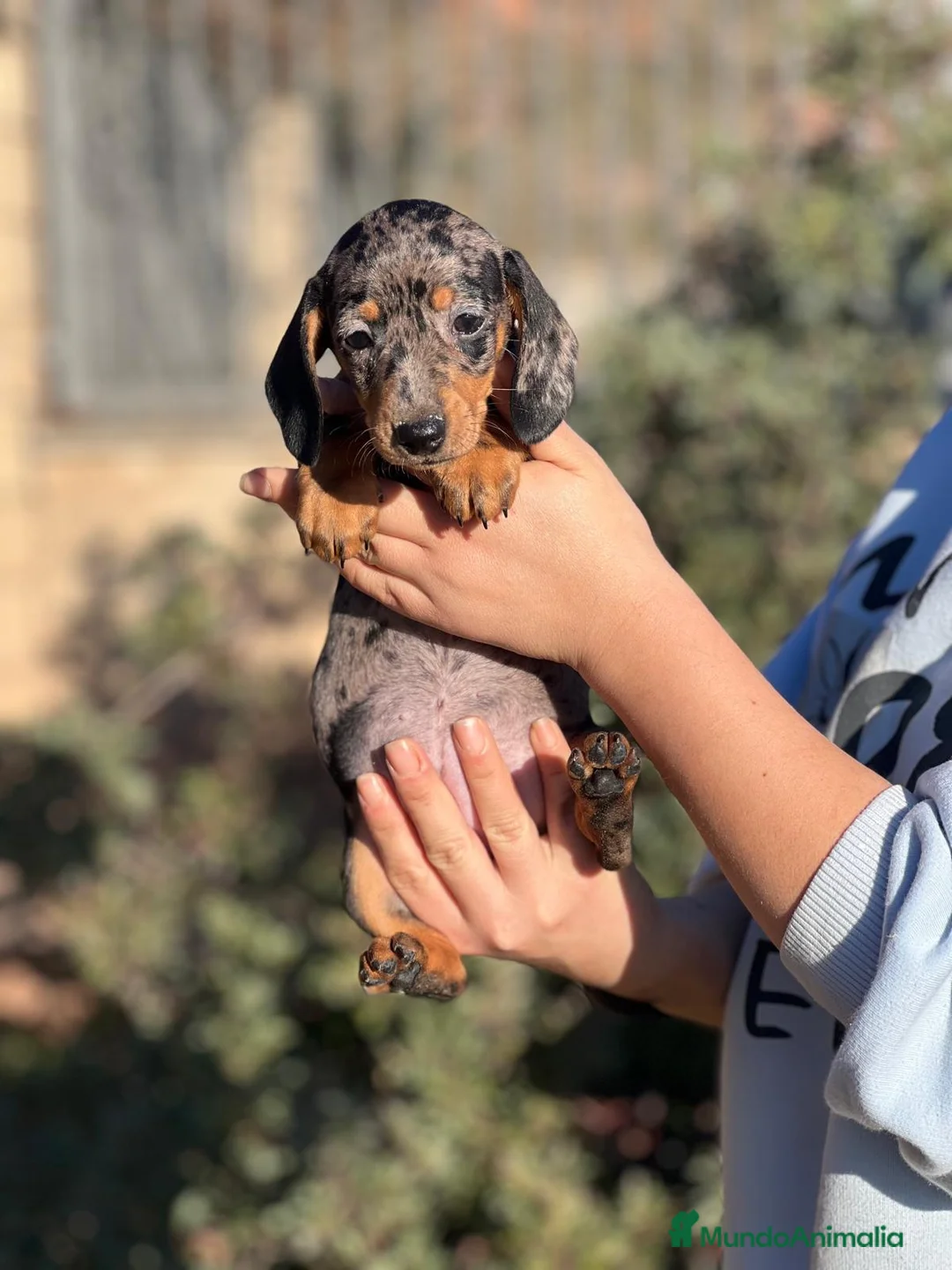 Teckel Miniatura perros en venta: TECKEL MINIATURA MERLE DISPONIBLES en Barcelona - Anuncio 5