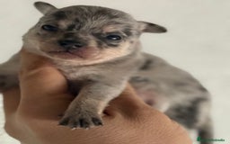 Chihuahua perros en venta: Chihuahuas toy cabeza manzana ya podéis reservar  - Imagen 7