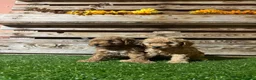 Caniche Toy perros en venta: Machos de caniche toy  - Anuncio 3