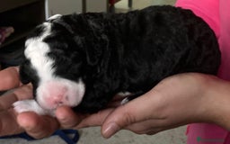 Perro de Agua Español perros en venta: PERRO DE AGUA ESPAÑOL - Anuncio 2