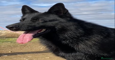 Pastor Alemán perros Camada de Pastor Alemán Negro Sólido  - Anuncio 4