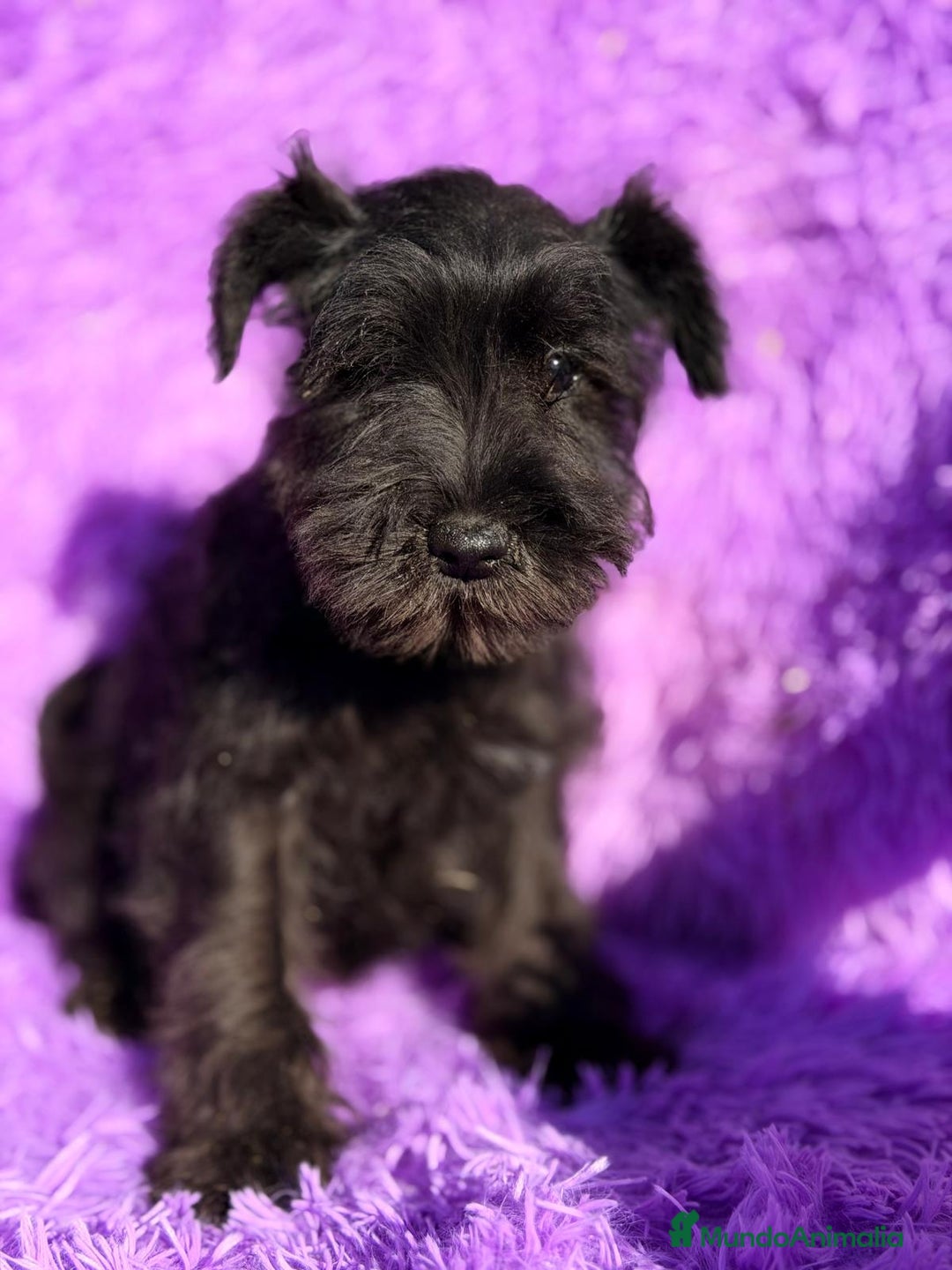 Schnauzer Miniatura perros en venta: SCHNAUZER MINIATURA NEGRO  - Anuncio 1