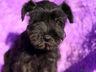 Schnauzer Miniatura perros SCHNAUZER MINIATURA NEGRO - Anuncio 2