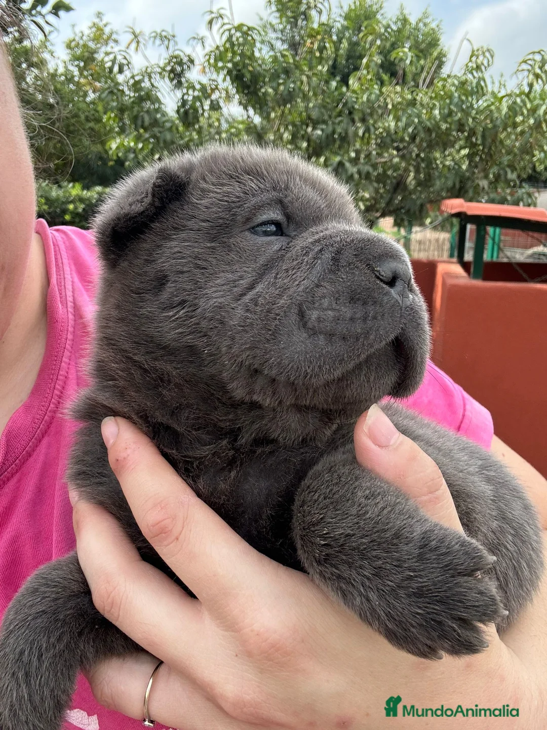 Shar Pei perros en venta: BEBES SHAR PEI PRECIOSOS en Málaga - Anuncio 4