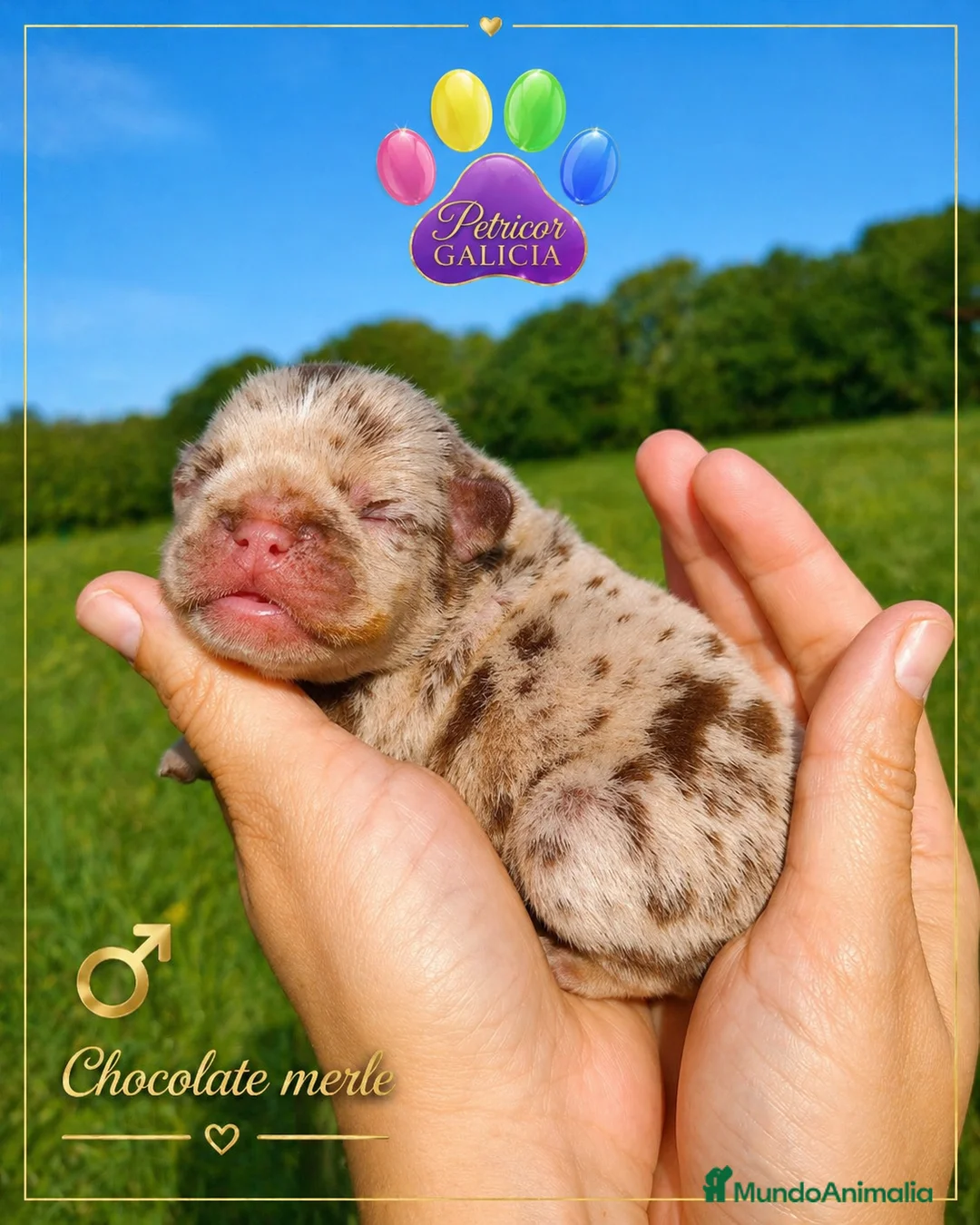 Bulldog Francés perros en venta: Camada Bulldog francés  - Anuncio 2