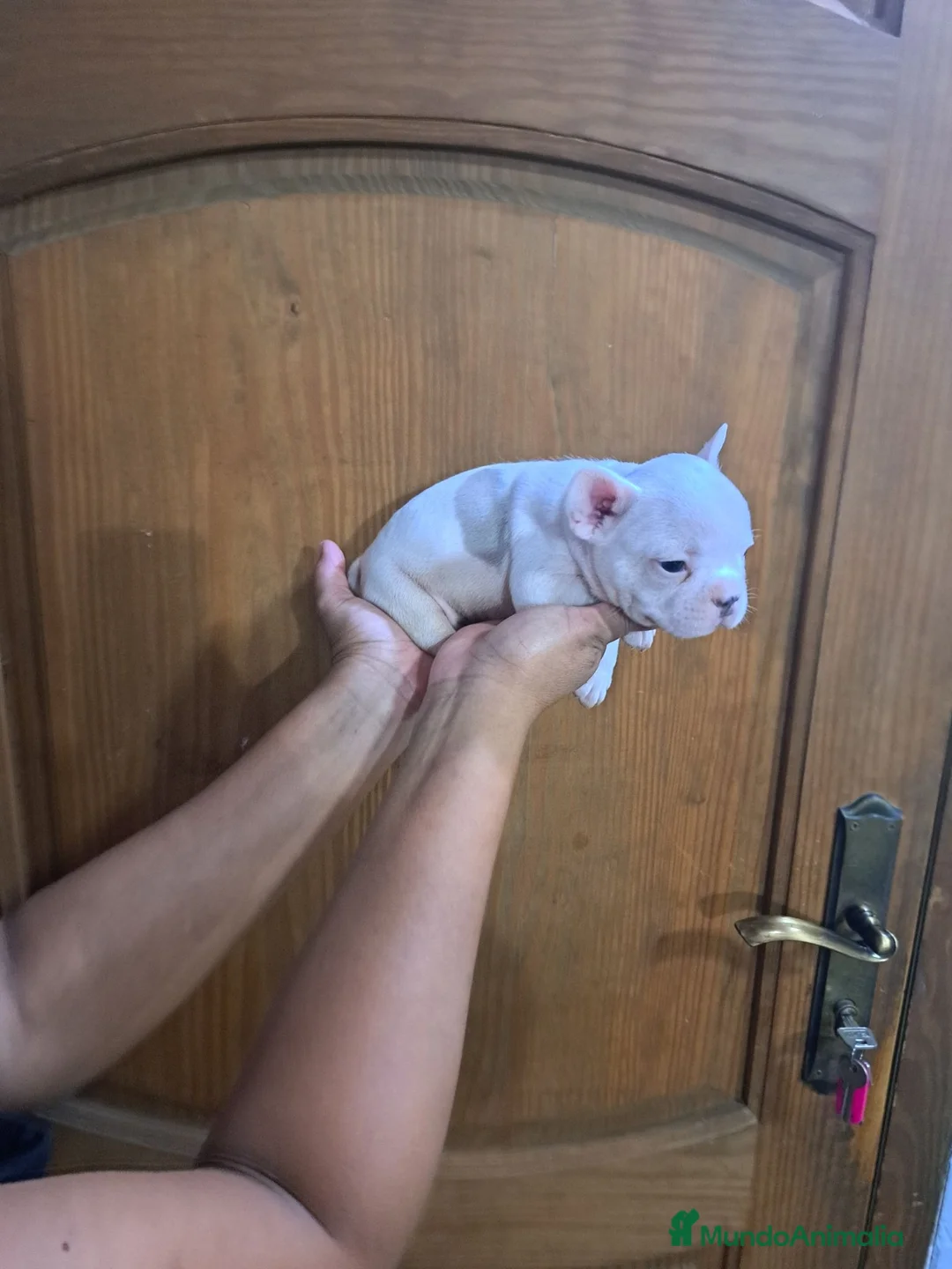 Bulldog Francés perros en venta: Bulldog francés  - Anuncio 6