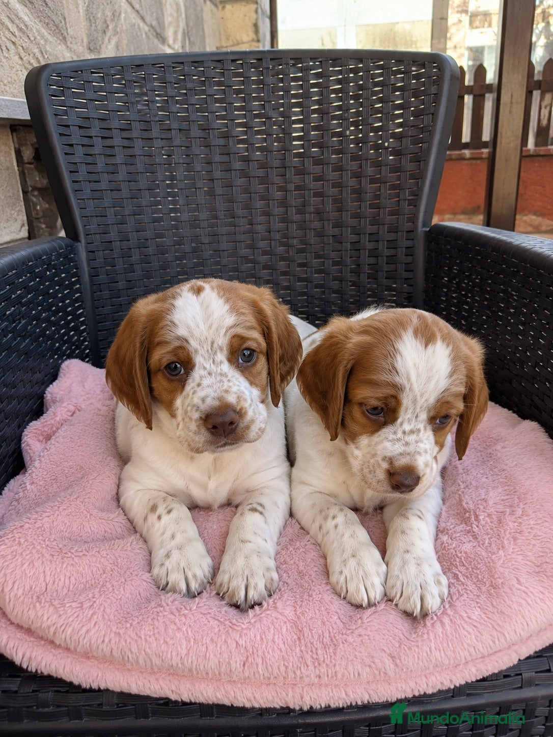 Épagneul Breton perros breton - Tarragona - cachorros  - Anuncio 1