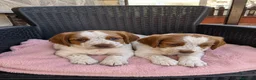 Épagneul Breton perros en venta: breton - Tarragona - cachorros  - Anuncio 1