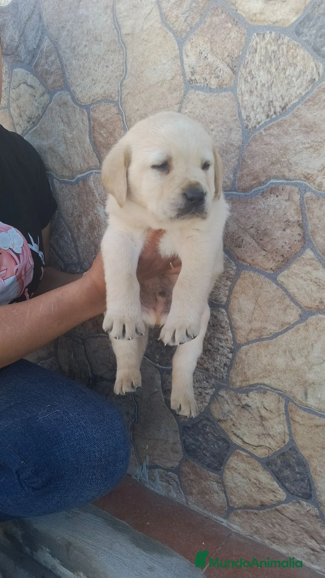 Labrador Retriever perros en venta: Labrador retriever  en Sevilla - Anuncio 3