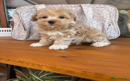 Maltipoo perros en venta: Maltipoo muy bonitos !!!! - Imagen 2