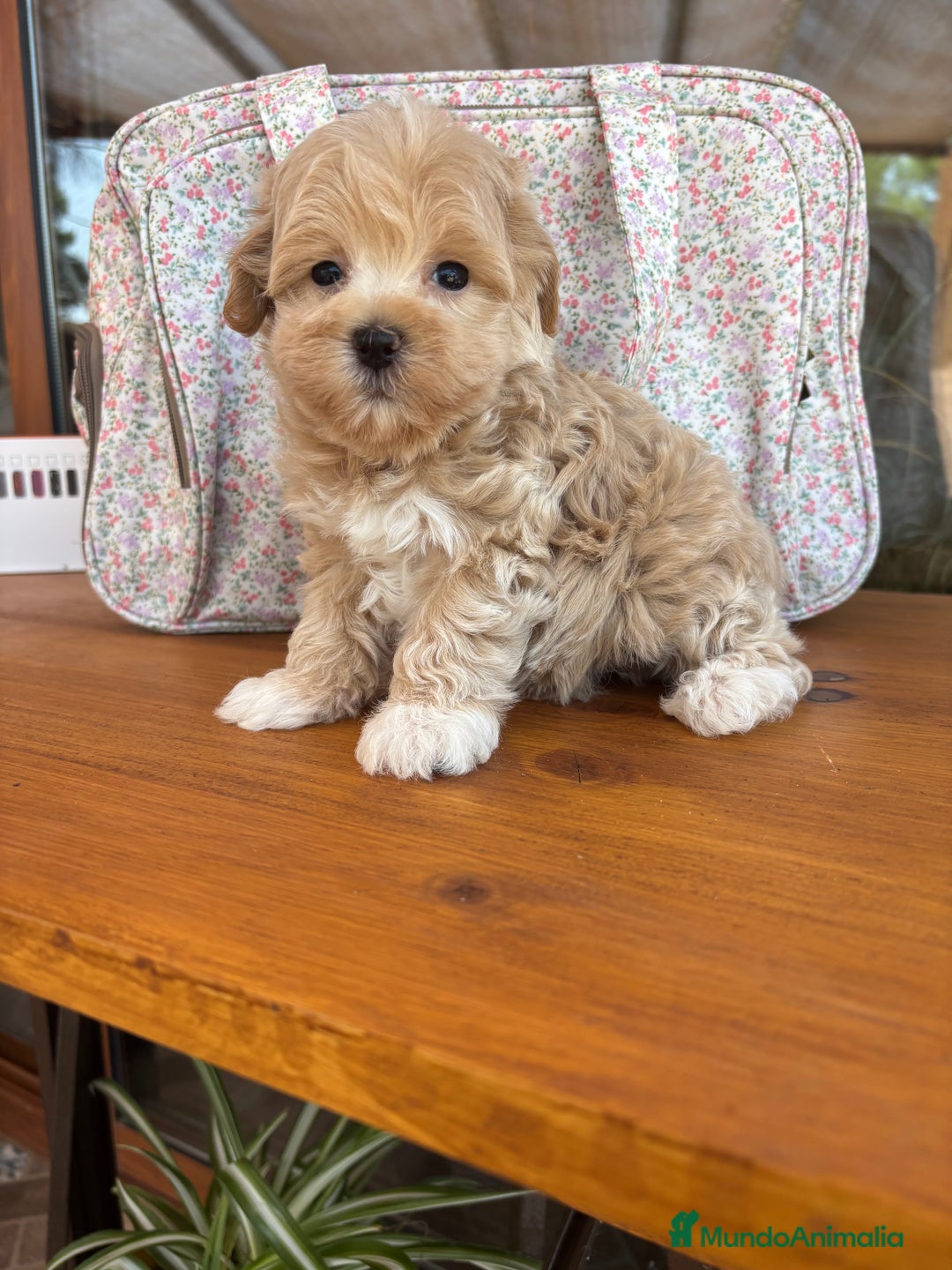 Maltipoo perros en venta: Maltipoo muy bonitos !!!! - Imagen 2
