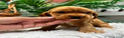 Cocker Spaniel Inglés perros en venta: COCKER HEMBRA  - Anuncio 9