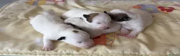 Jack Russell Terrier perros en venta: Cachorros de jack Russell disponibles - Anuncio 14
