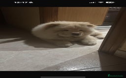 Chow Chow perros en venta: Preciosa camada de Chow chow - Imagen 2