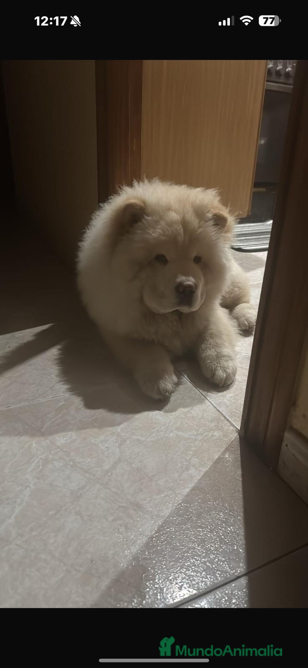 Chow Chow perros en venta: Preciosa camada de Chow chow - Imagen 2