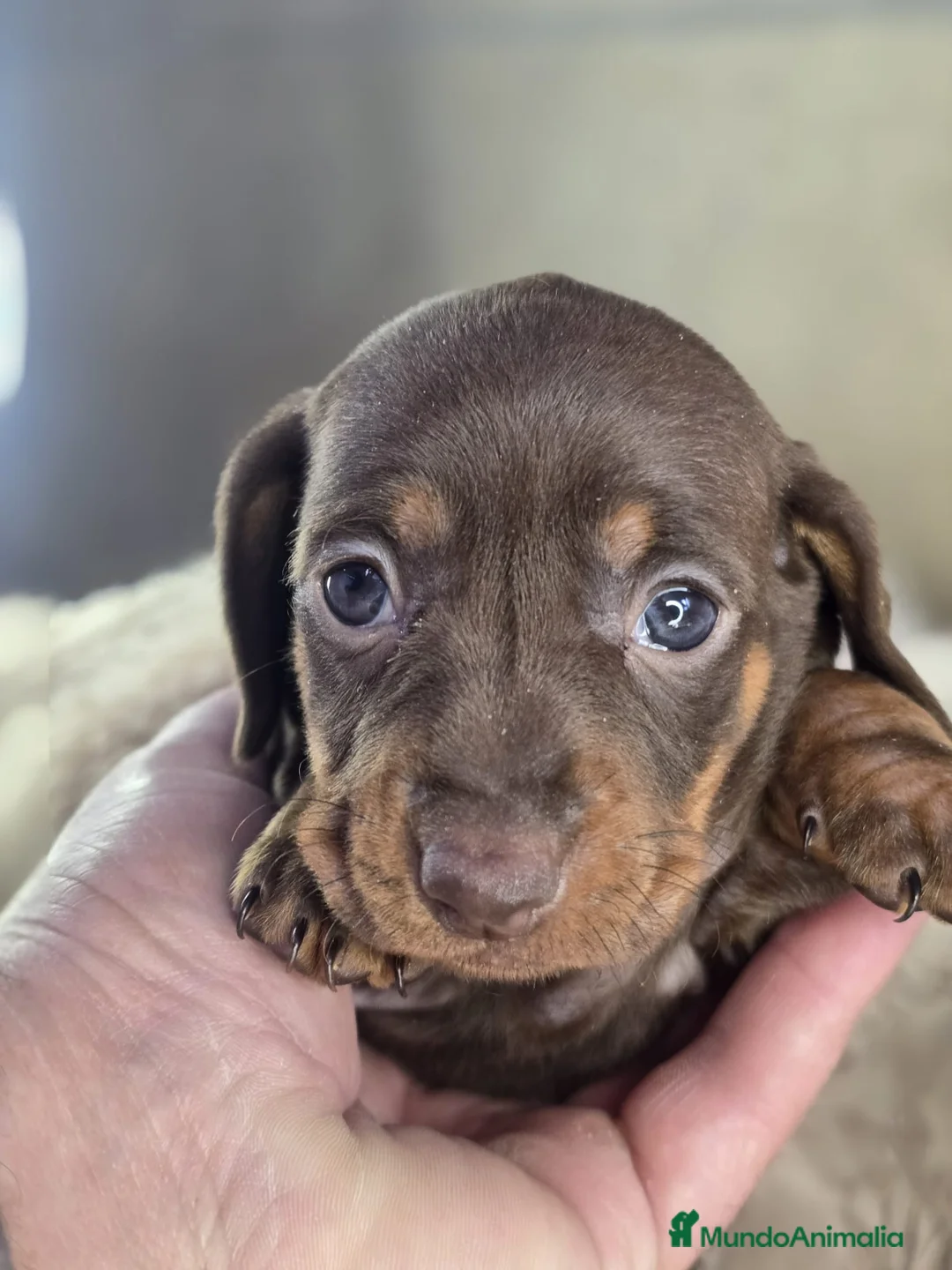 Teckel perros en venta: Venta de teckel kanichen y miniatura. - Anuncio 1