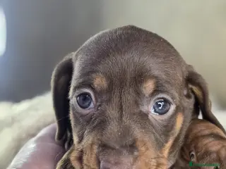 Teckel perros Venta de teckel kanichen y miniatura. - Anuncio 2