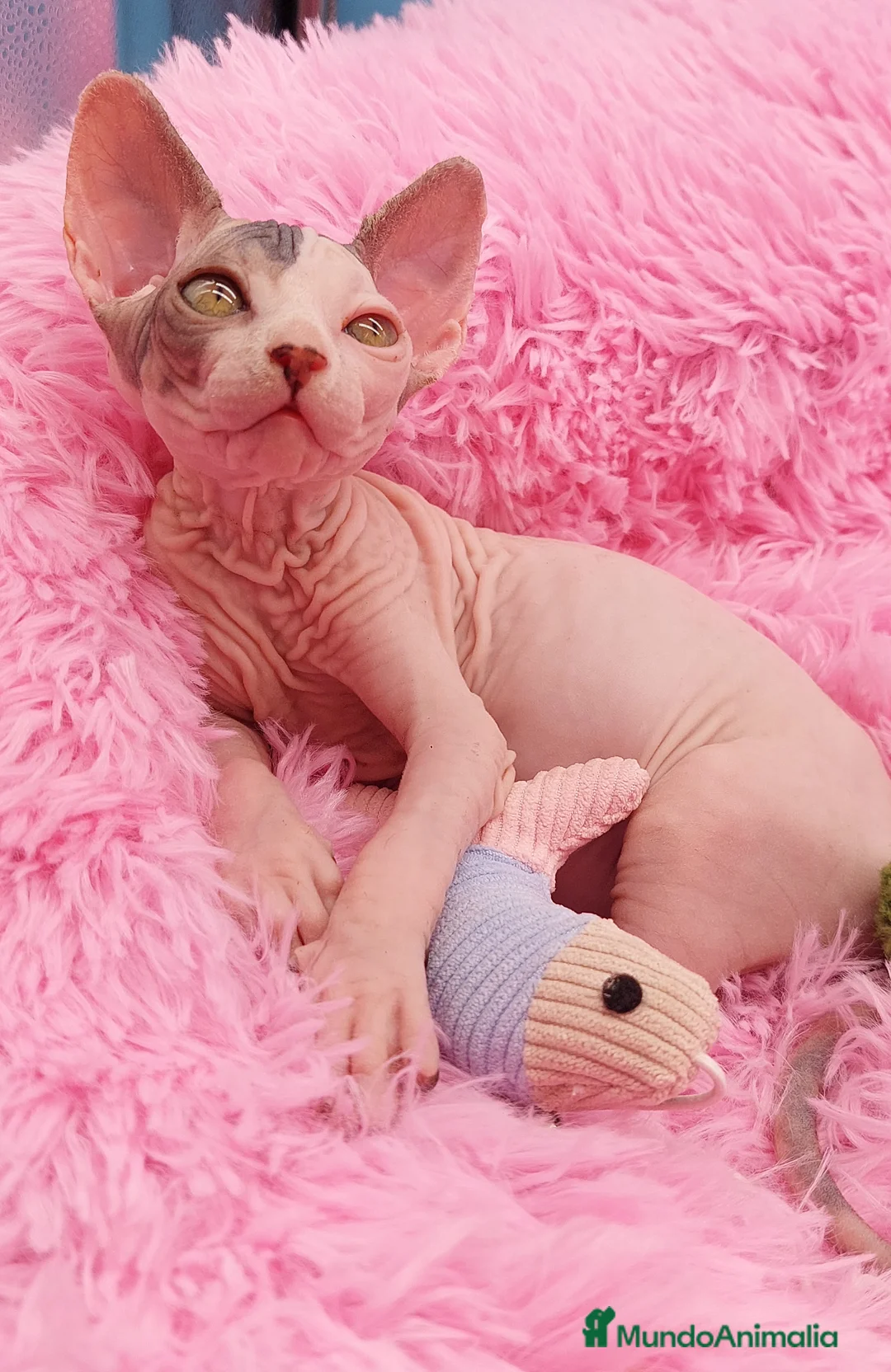 Sphynx gatos en venta: Preciosa hembrita sphynx  - Anuncio 4