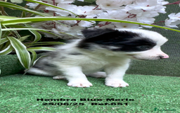 Border Collie perros en venta: BORDER COLLIE DE VILLA BIZNAGA - Imagen 14