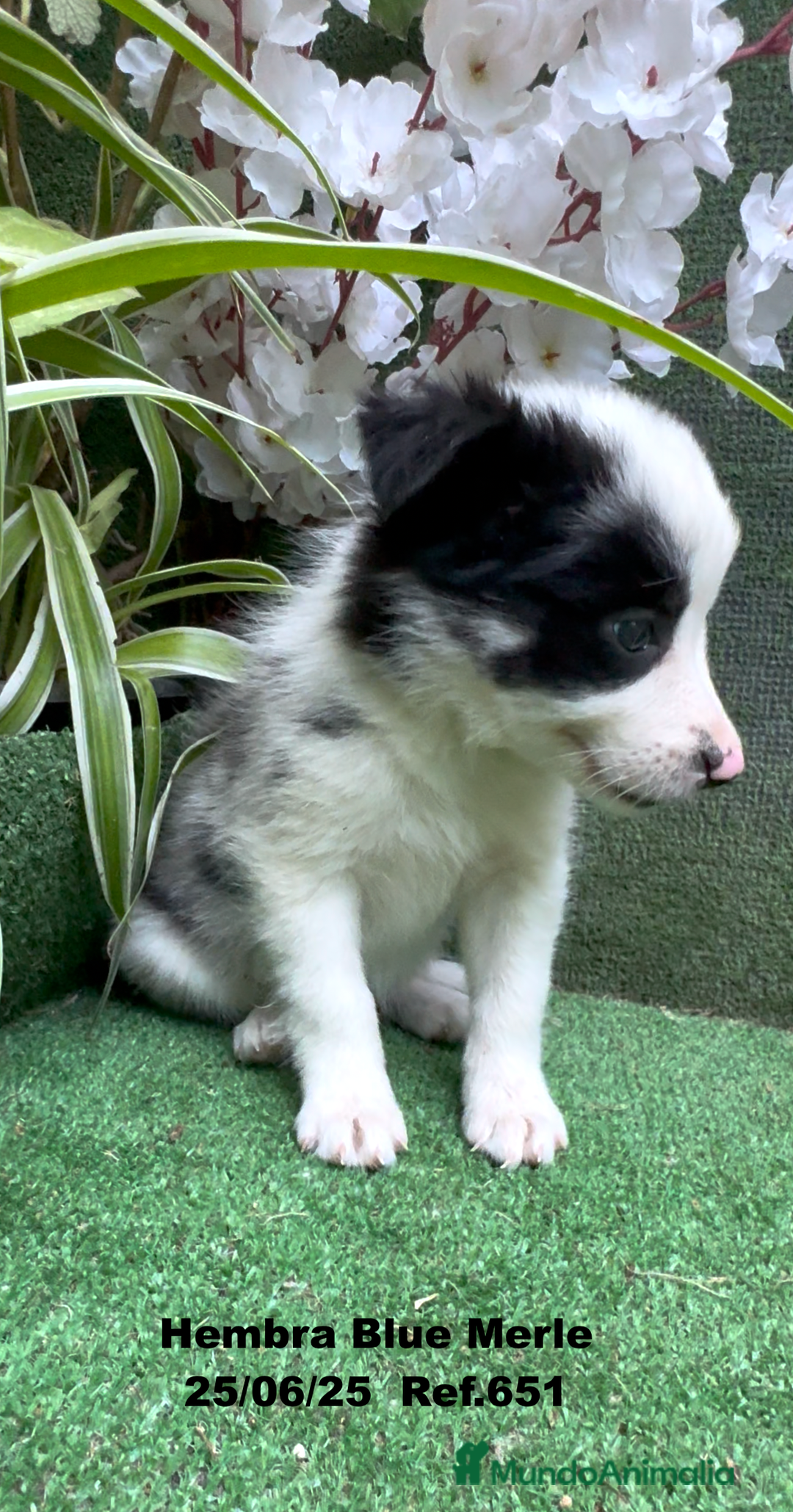 Border Collie perros en venta: BORDER COLLIE DE VILLA BIZNAGA - Imagen 14