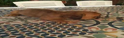 Bulldog Francés perros en venta: BULLDOG FRANCÉS  - Anuncio 2