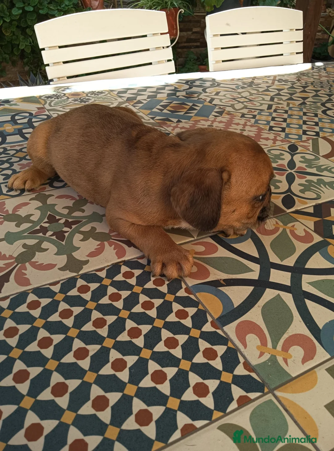Bulldog Francés perros en venta: BULLDOG FRANCÉS  - Anuncio 2