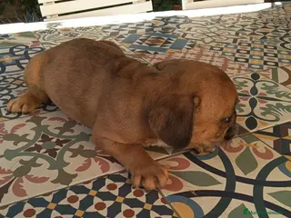 Bulldog Francés perros BULLDOG FRANCÉS - Anuncio 36