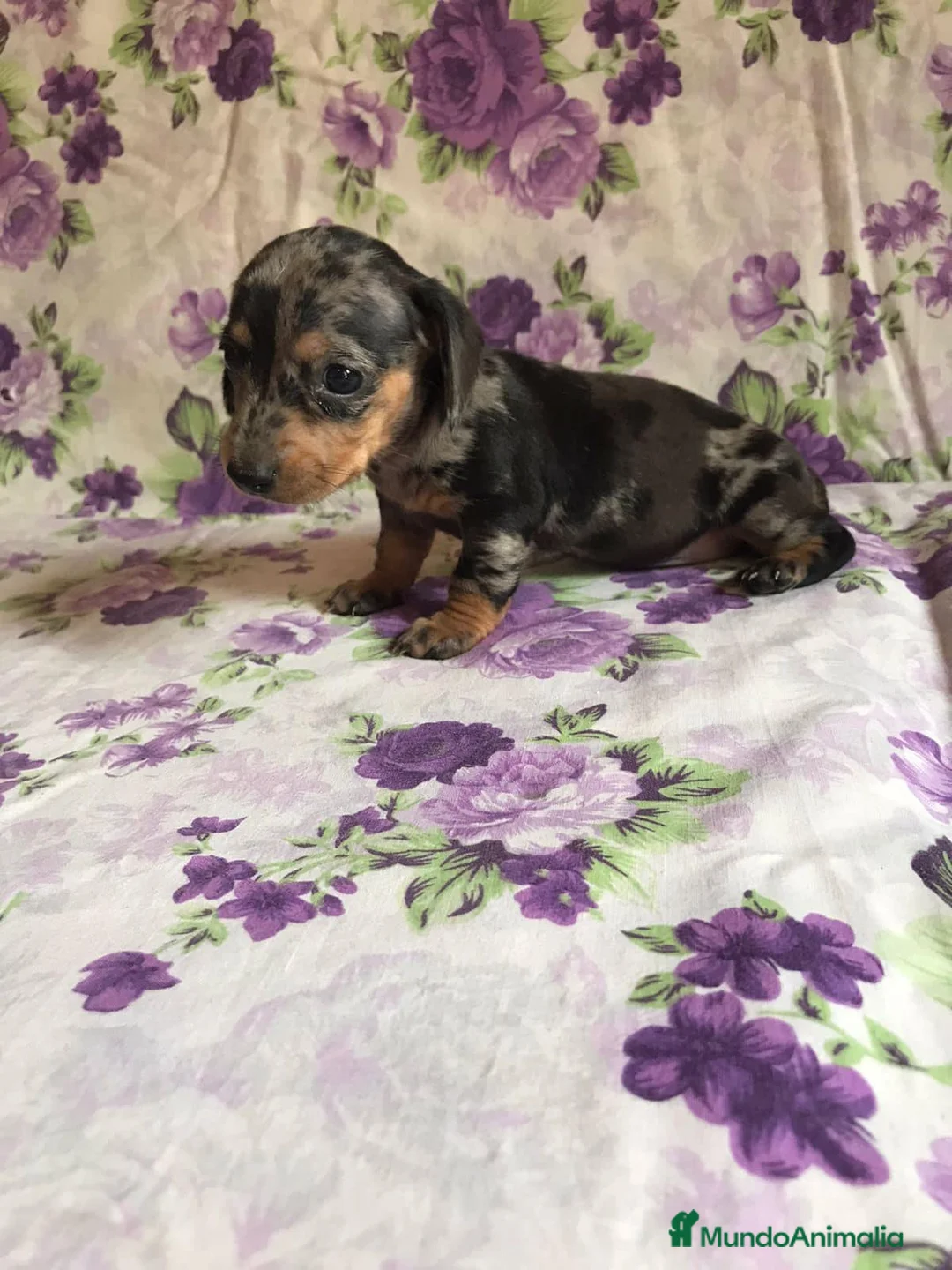 Teckel Miniatura perros en venta: Teckel , CONDICIONES INMEJORABLES  en Ciudad Real - Anuncio 5