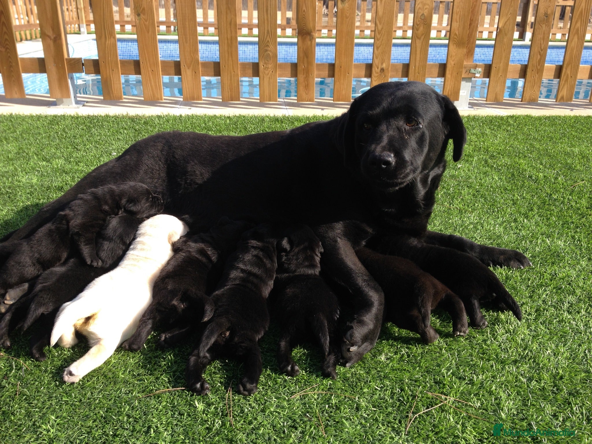 Labrador Retriever perros Cachorros de labrador negro con pedigree  - Anuncio 1