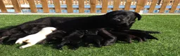 Labrador Retriever perros en venta: Cachorros de labrador negro con pedigree  - Anuncio 1